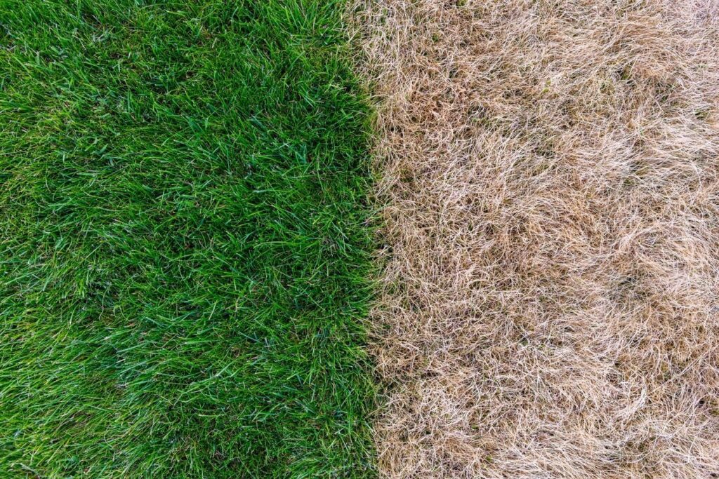 1745590958_How-to-revive-a-winter-weary-lawn.jpg