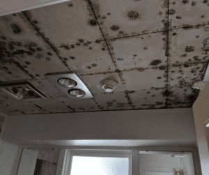 mold-on-ceiling-1-1.png