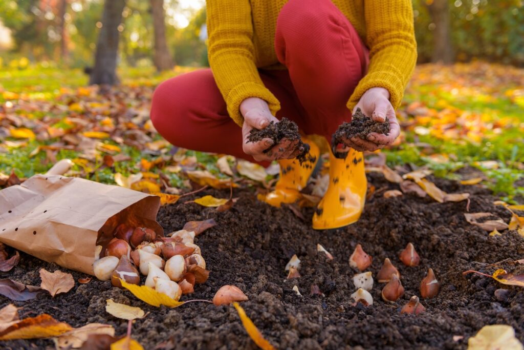 fall-bulb-planting.jpg