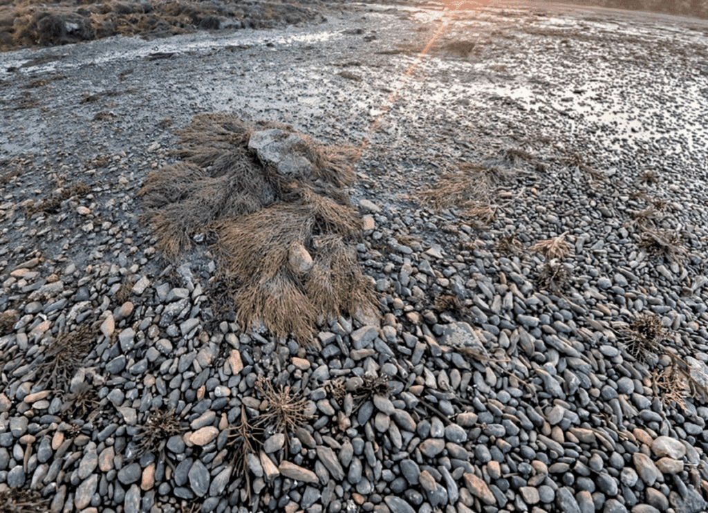gardening-seaweed-lead.png